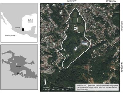 In a Neotropical Periurban Park, Fruit Consumption by Birds Seems to Be a Random Process